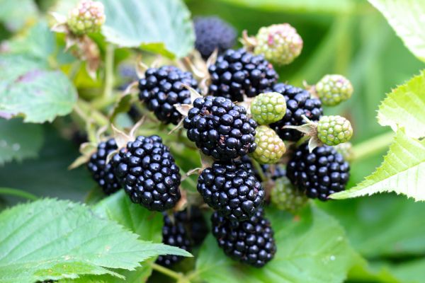 Blackberry Bush Removal in Ventura
