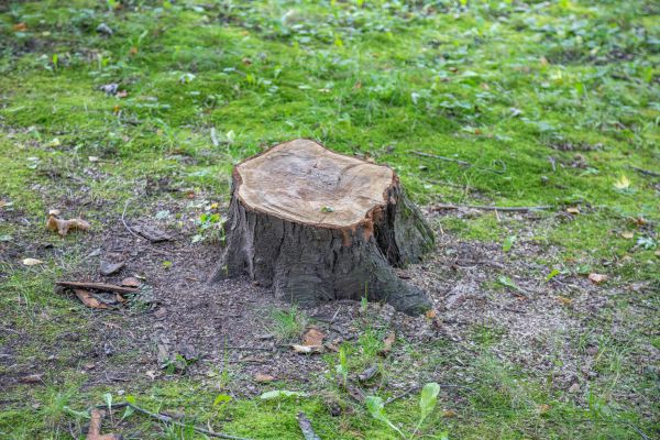 Bush Stump Removal in Ventura