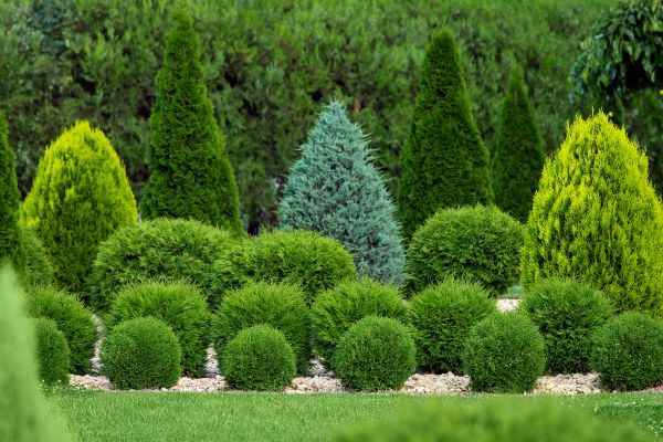 Bush Trimming Service in Ventura