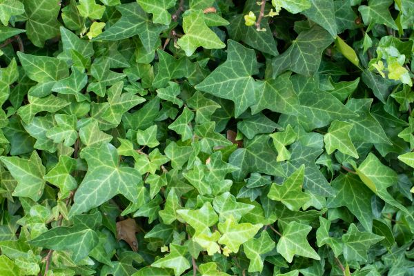English Ivy Removal in Ventura