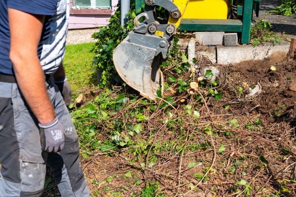 Hedge Removal Service in Ventura
