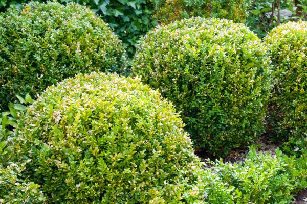 Landscape Trimming Service in Ventura
