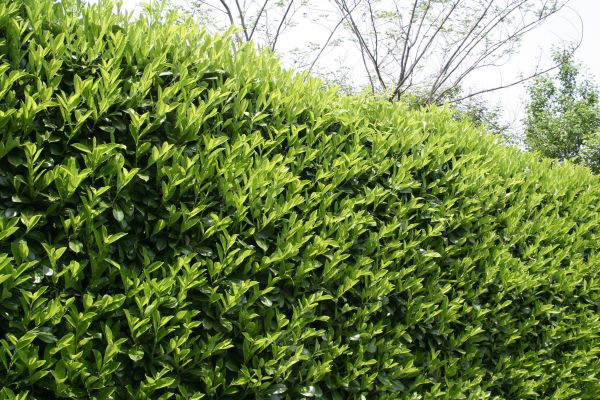Laurel Removal in Ventura