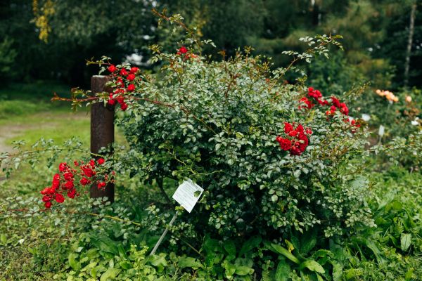 Rose Bush Removal in Ventura