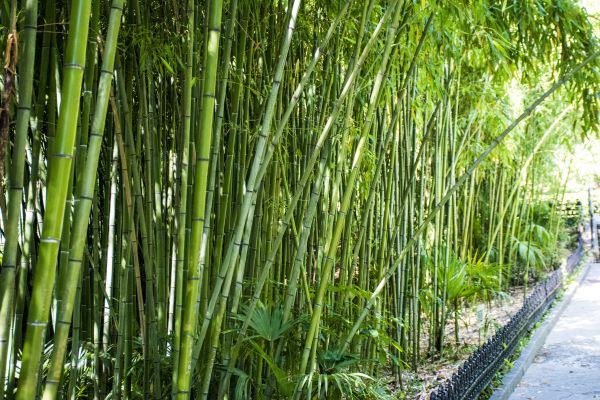 Bamboo Root Removal in Ventura