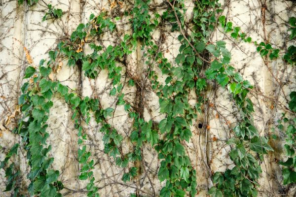 Vine Removal Service in Ventura