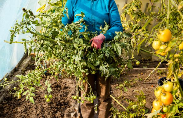 Garden Plant Removal in Ventura