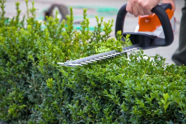 Hedge Shearing in Ventura