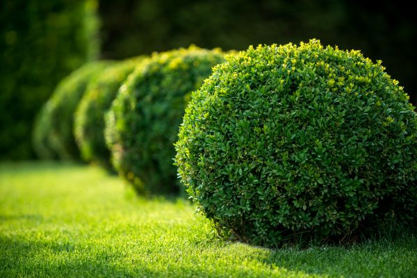 Bush Pruning in Ventura