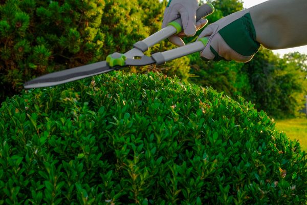 Topiary Shearing in Ventura