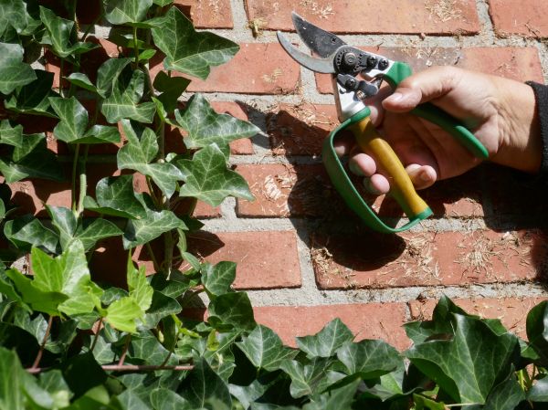 Ivy Removal Service in Ventura