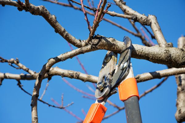 Selective Pruning in Ventura