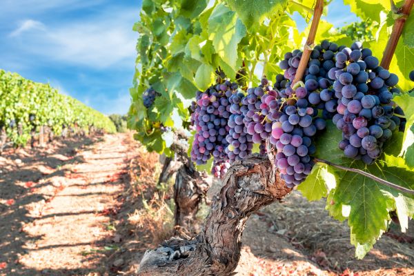 Grapevine Pruning in Ventura