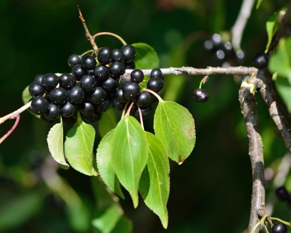 Buckthorn Removal in Ventura