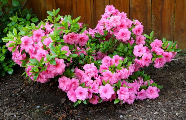 Azaleas Removal in Ventura