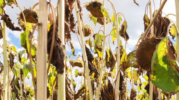 Dead Plant Removal in Ventura