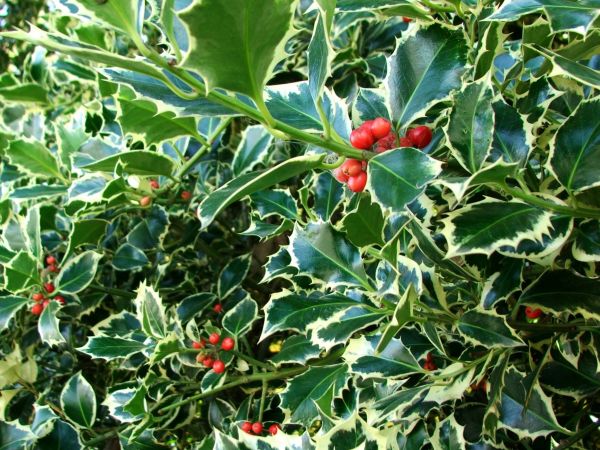 Holly Bushes Trimming in Ventura