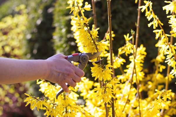 Forsythia Pruning in Ventura