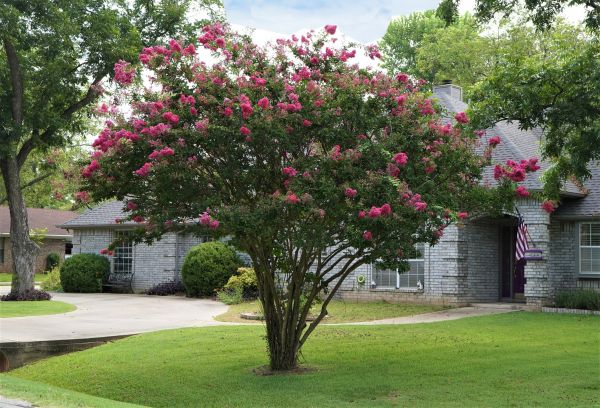 Crepe Myrtle Trimming in Ventura