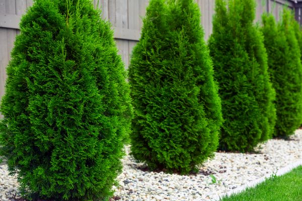 Arborvitae Removal in Ventura
