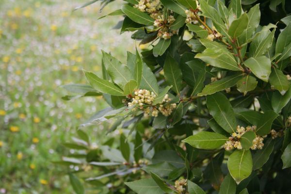 Laurel Trimming in Ventura