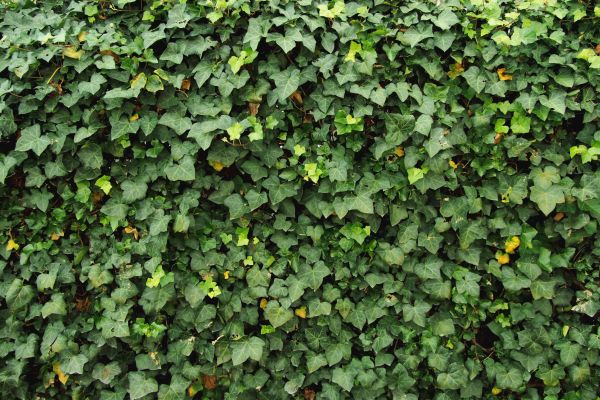 Ivy Pruning service in Ventura