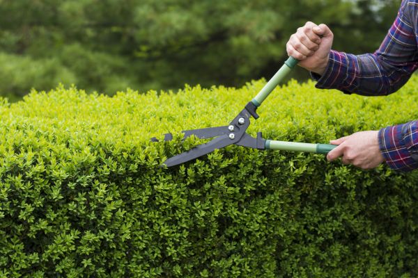 Evergreen Shrub Pruning in Ventura