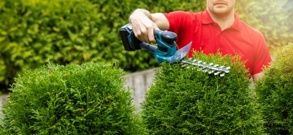 Hedge Shaping Service in Ventura