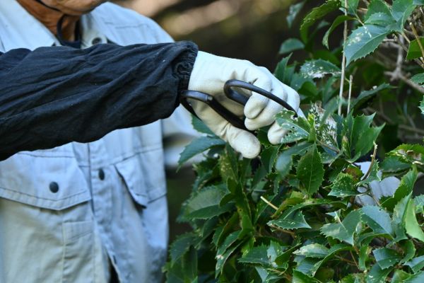 Holly Pruning in Ventura