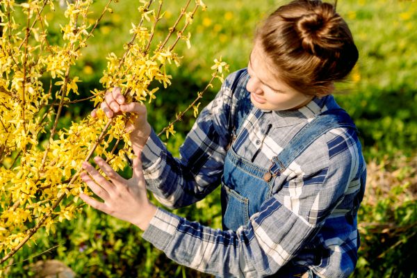Forsythia Trimming in Ventura