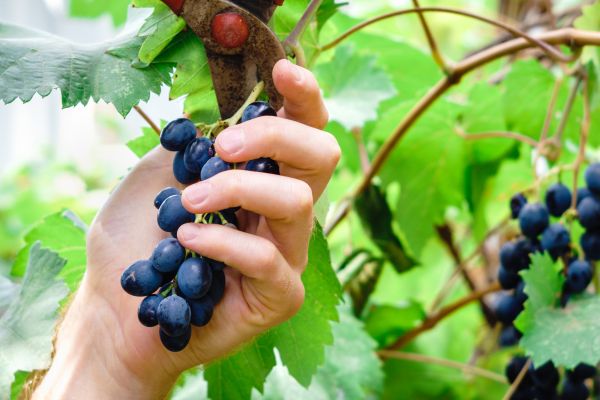 Vineyard Pruning in Ventura