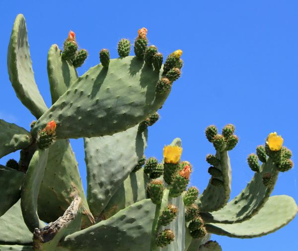 Cactus Removal in Ventura