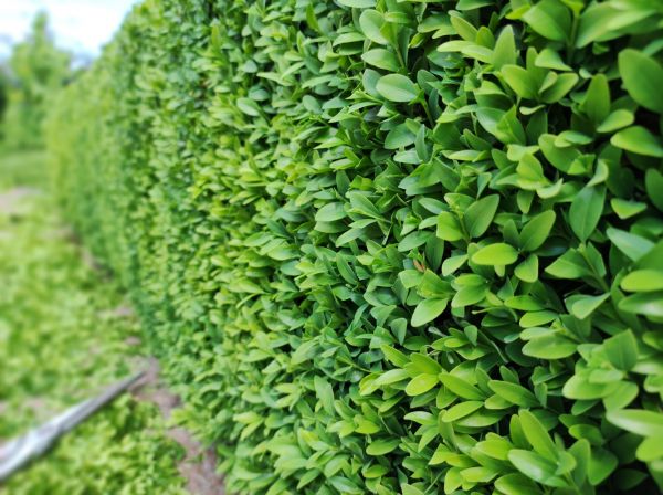 Boxwood Pruning in Ventura