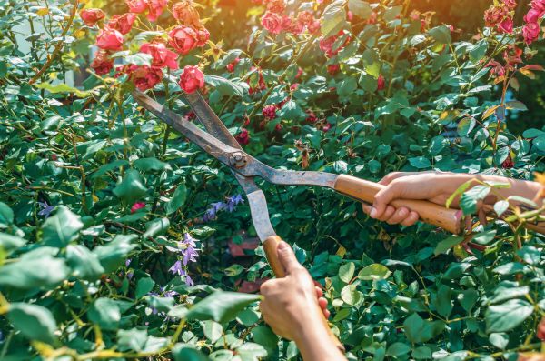 Knockout Roses Pruning in Ventura