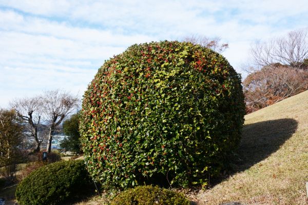 Holly Shrub Pruning in Ventura