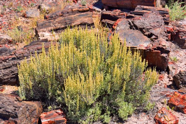 Sagebrush Removal in Ventura