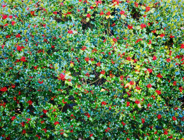 Holly Bush Removal in Ventura