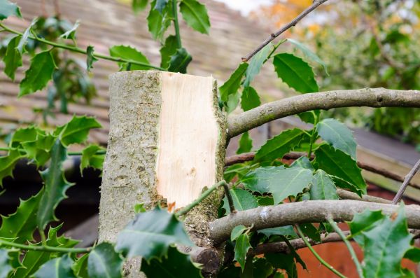 Holly Tree Removal in Ventura