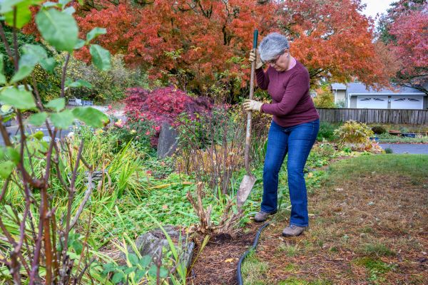 Dead Bush Removal in Ventura