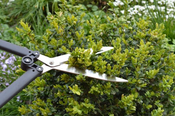 Boxwood Trimming in Ventura