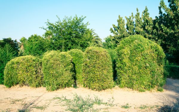 Bamboo Hedge Removal in Ventura
