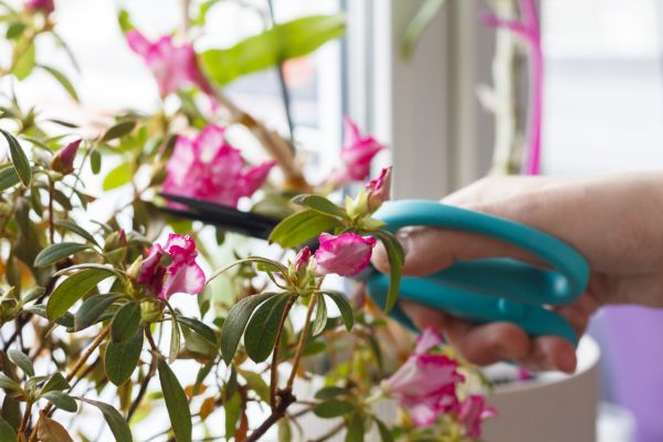 Azalea Pruning in Ventura