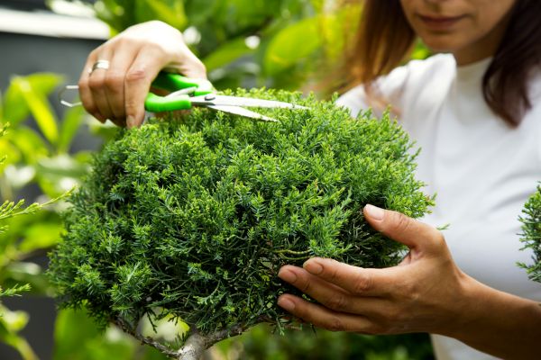 Juniper Shrub Pruning in Ventura