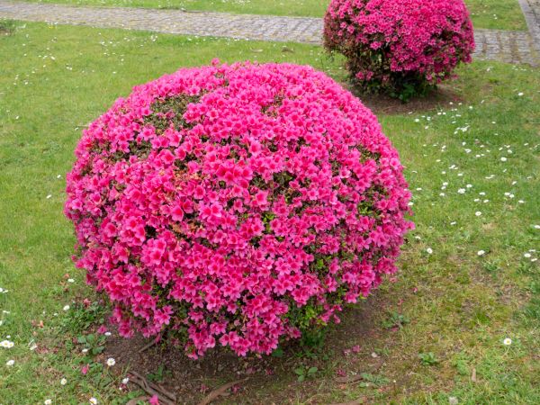 Rhododendron Pruning in Ventura