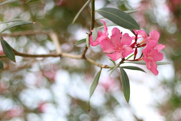 Oleander Removal in Ventura