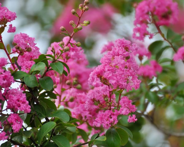 Crepe Myrtle Removal in Ventura