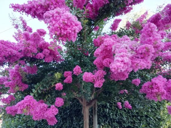 Crape Myrtle Pruning in Ventura