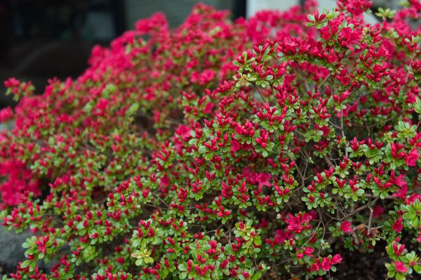 Weigela Removal Service in Ventura