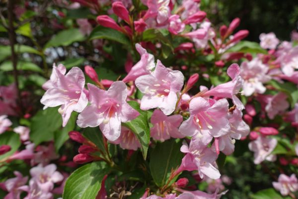 Weigela Pruning Service in Ventura