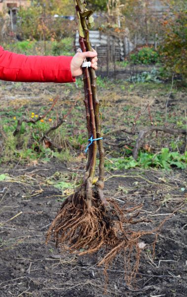Shrub Root Removal in Ventura